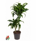 Dracaena