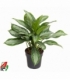 Aglaonema