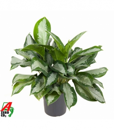Aglaonema