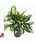 Aglaonema
