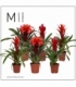 Bromelia