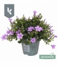 Campanula