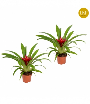 Guzmania