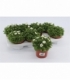 Saxifraga