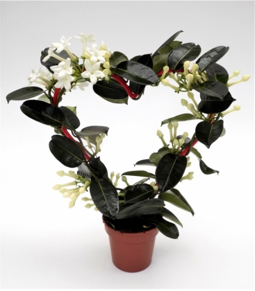 Stephanotis