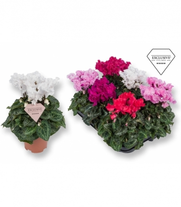 Cyclamen