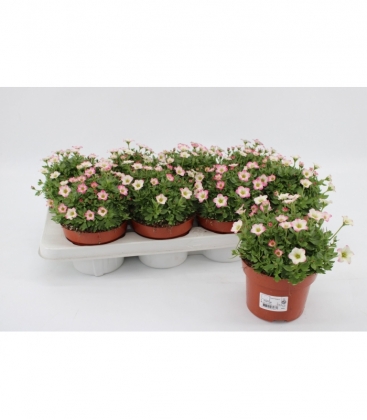 Saxifraga