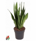 Sansevieria