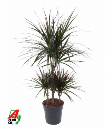 Dracaena