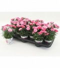 Dianthus