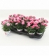 Dianthus