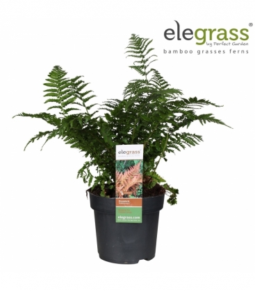 Dryopteris