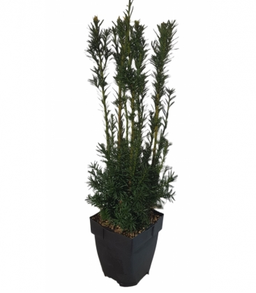 Taxus