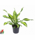 Dracaena