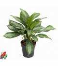 Aglaonema
