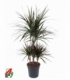 Dracaena