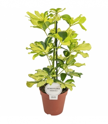 Schefflera