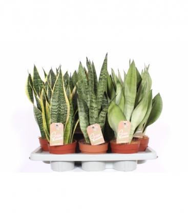 Sansevieria