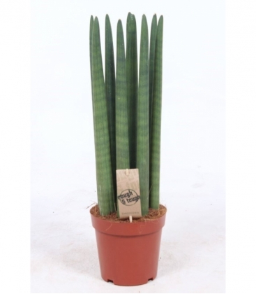 Sansevieria