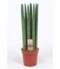 Sansevieria