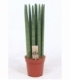Sansevieria