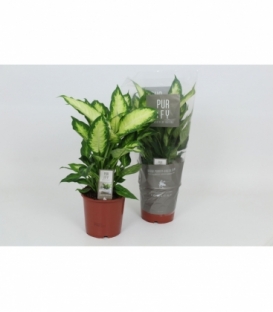 Dieffenbachia