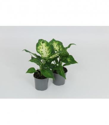 Dieffenbachia