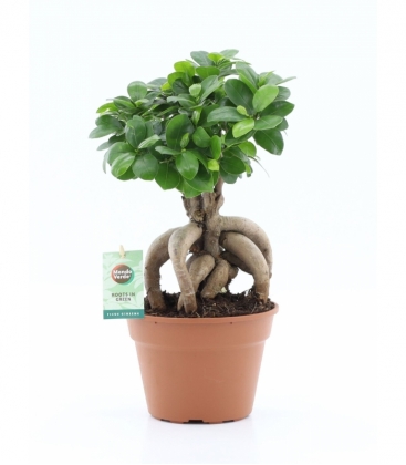 Ficus