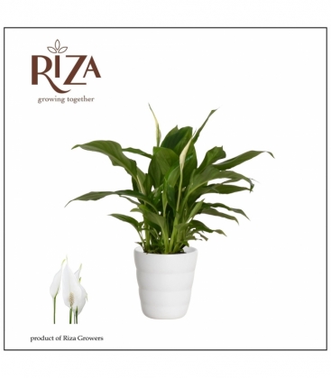 Spathiphyllum
