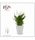 Spathiphyllum