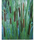 Typha