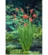 Schizostylis