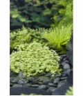 Hydrocotyle