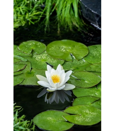 Nymphaea