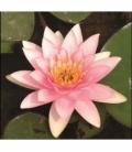 Nymphaea