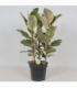 Ficus