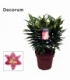 Lilium
