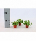 Pilea