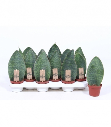 Sansevieria