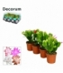 Schlumbergera