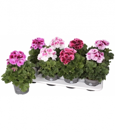 Pelargonium