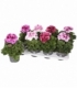 Pelargonium