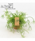 Rhipsalis