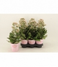 Kalanchoe