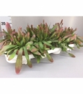 Rhipsalis