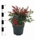 Nandina