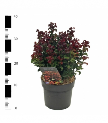 Leucothoe