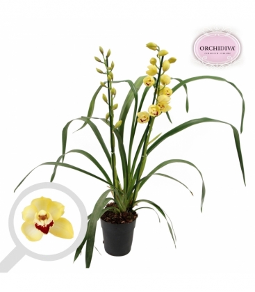 Cymbidium