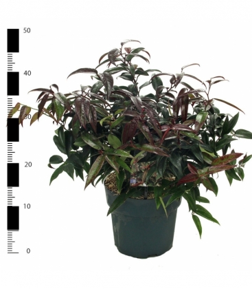 Leucothoe