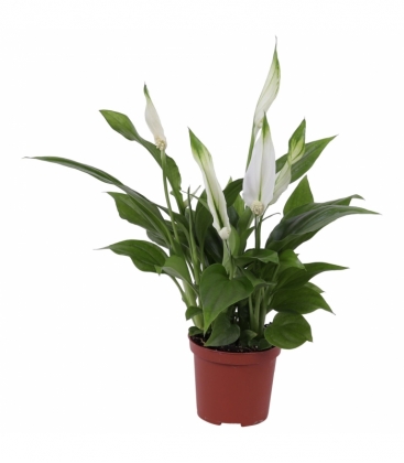 Spathiphyllum